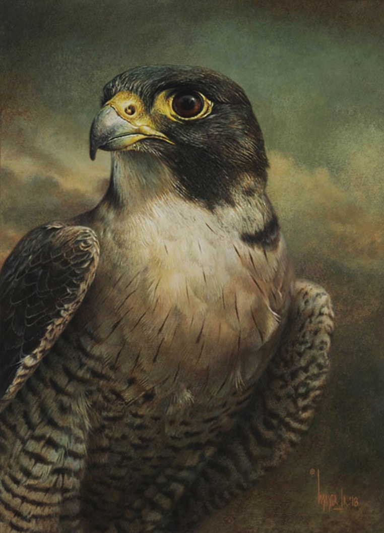 Peregrine Falcon, by Canadian Artist Denis Mayer Jr.